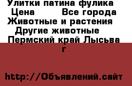 Улитки патина фулика › Цена ­ 10 - Все города Животные и растения » Другие животные   . Пермский край,Лысьва г.